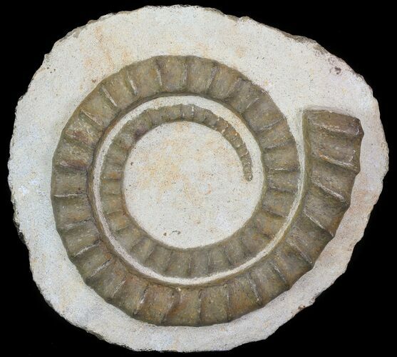 Devonian Ammonite (Anetoceras) - Morocco #64443